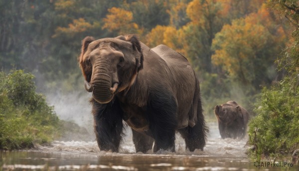 outdoors,day,water,blurry,tree,no humans,animal,nature,forest,realistic,animal focus,tusks,boar,sky,cloud,signature,leaf,sunlight,plant,scenery,bear,oversized animal