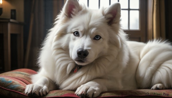 HQ,looking at viewer,indoors,blurry,black eyes,book,no humans,window,blurry background,animal,curtains,claws,dog,realistic,animal focus,white fur,solo,lying,collar,pillow,on stomach