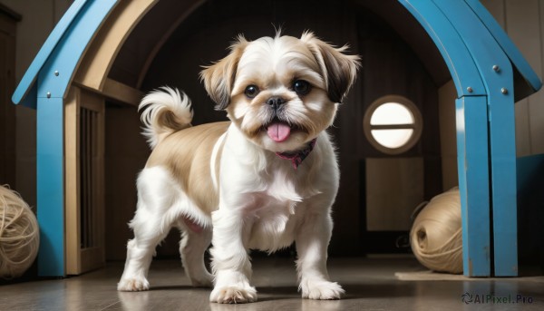 HQ,solo,open mouth,brown eyes,full body,tongue,indoors,tongue out,collar,no humans,animal,reflection,dog,wooden floor,realistic,leash,door,animal focus,animal collar,yarn,pet bowl,looking at viewer,standing,tail,window,white fur,yarn ball