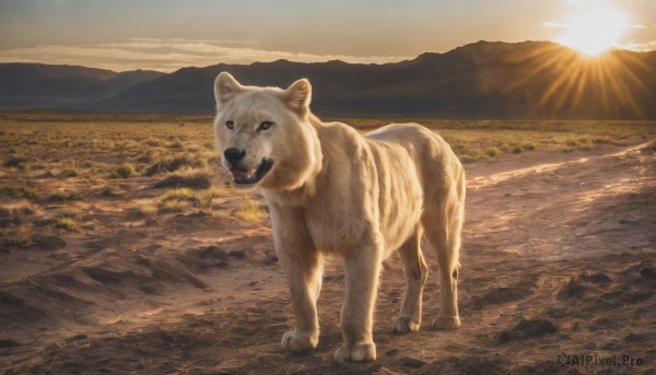 solo,open mouth,outdoors,sky,day,cloud,black eyes,no humans,animal,fangs,sunlight,grass,scenery,sunset,dog,mountain,realistic,sun,animal focus,sunrise,looking at viewer,standing,full body,tongue,signature