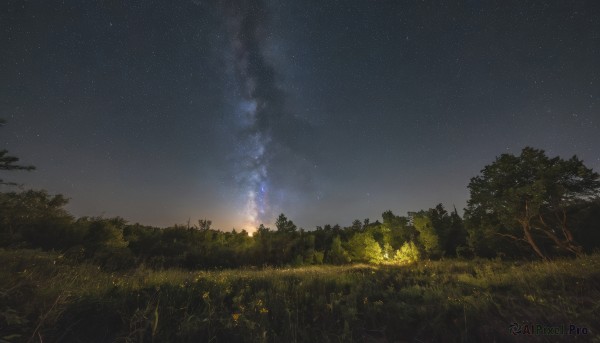 flower,outdoors,sky,cloud,tree,no humans,night,grass,plant,star (sky),nature,night sky,scenery,forest,starry sky,fire,field,milky way