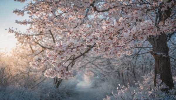 outdoors, sky, day, tree, blue sky, no humans, cherry blossoms, scenery, branch