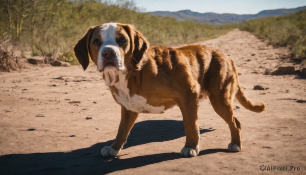 A vivid day showcasing a dog