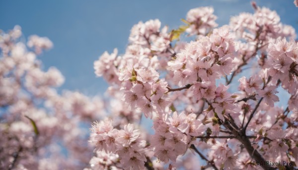 flower, outdoors, sky, day, cloud, blurry, tree, blue sky, no humans, depth of field, cherry blossoms, scenery, branch, spring (season)