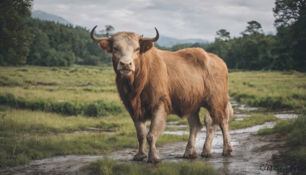 solo,outdoors,horns,sky,day,cloud,blurry,tree,no humans,depth of field,blurry background,animal,cloudy sky,grass,nature,scenery,forest,realistic,road,animal focus,path,cow,standing,field