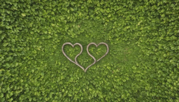 heart,outdoors,signature,no humans,leaf,traditional media,plant,nature,scenery,green theme,day,tree,from above,grass,bush,heart of string