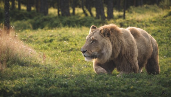 solo,closed mouth,closed eyes,outdoors,day,blurry,tree,no humans,depth of field,blurry background,animal,grass,nature,scenery,forest,realistic,animal focus,lion,flower,signature,sunlight