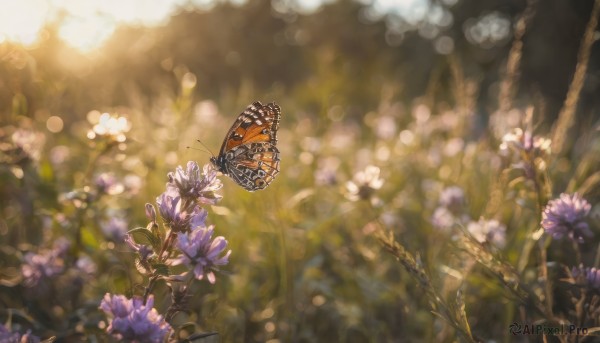 flower, outdoors, day, blurry, no humans, depth of field, blurry background, sunlight, bug, plant, butterfly, nature, scenery, purple flower, bokeh