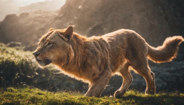 solo,closed mouth,standing,flower,outdoors,day,blurry,from side,no humans,depth of field,blurry background,animal,grass,nature,scenery,mountain,realistic,animal focus,tusks,boar,signature,profile,sunlight,field