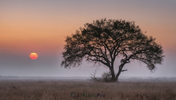 outdoors,sky,cloud,tree,no humans,grass,nature,scenery,sunset,sun,branch,bare tree,gradient sky,orange sky,horizon,field,evening,landscape,fog