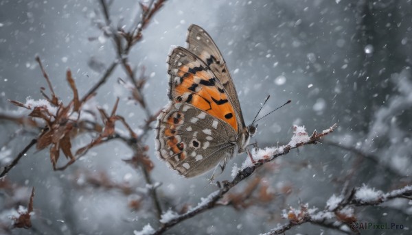 A unique subject portrayed in a refreshing snowy outdoors