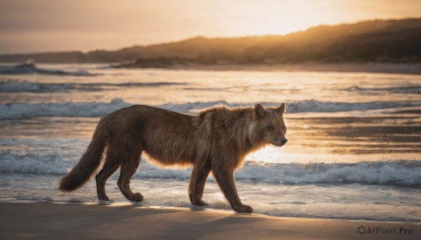 solo,standing,full body,outdoors,water,blurry,from side,no humans,ocean,animal,beach,scenery,sunset,dog,realistic,sand,animal focus,looking at viewer,sky,signature,profile,blurry background,waves,shore