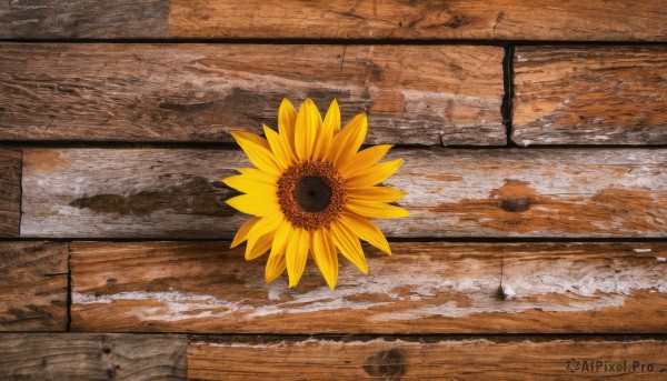 flower,outdoors,water,no humans,traditional media,scenery,yellow flower,sunflower,road,painting (medium),still life,signature,shadow,fence