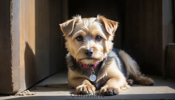 HQ,solo,looking at viewer,blue eyes,indoors,collar,no humans,shadow,animal,dog,realistic,leash,door,animal focus,animal collar,brown eyes