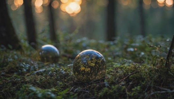 outdoors, blurry, tree, no humans, depth of field, blurry background, plant, nature, scenery, forest, planet, orb