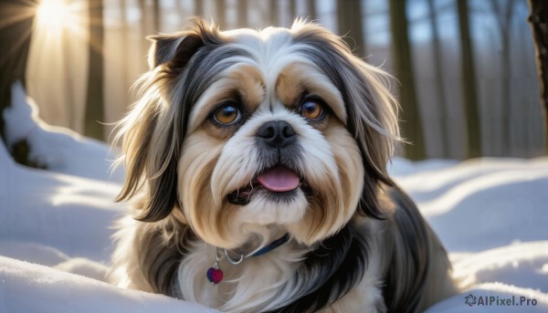 HQ,solo,brown eyes,jewelry,outdoors,day,tongue,tongue out,blurry,collar,tree,no humans,depth of field,blurry background,animal,sunlight,snow,dog,realistic,animal focus,winter,looking at viewer,earrings,fangs,watermark,nature,close-up,forest