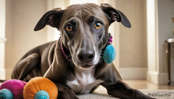 HQ,solo,looking at viewer,jewelry,earrings,indoors,blurry,orange eyes,no humans,depth of field,blurry background,animal,realistic,animal focus,yellow eyes,collar,cat,colored sclera,dog,yarn