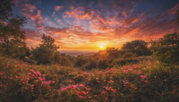 flower, outdoors, sky, cloud, tree, no humans, sunlight, cloudy sky, grass, nature, scenery, sunset, sun, field, landscape