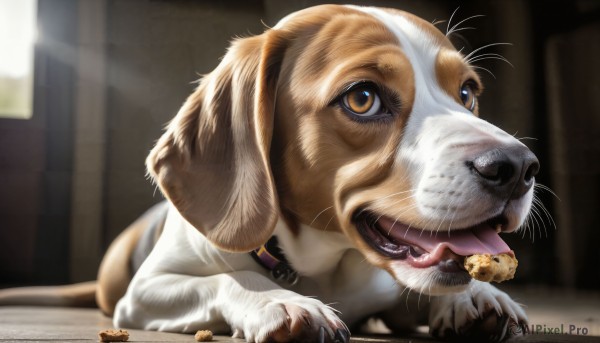 HQ,solo,open mouth,brown eyes,lying,food,tongue,indoors,tongue out,blurry,collar,no humans,depth of field,blurry background,animal,fangs,cat,on stomach,dog,realistic,animal focus,blue eyes,teeth,window,eating,sunlight,curtains,light rays,animal collar,puppy