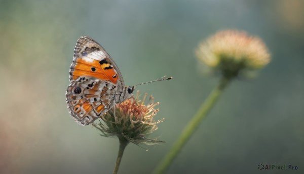 flower, outdoors, blurry, no humans, depth of field, blurry background, bug, flying, realistic, dandelion, dragonfly