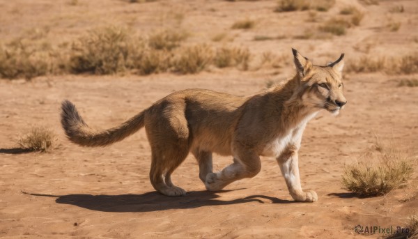 solo,full body,outdoors,day,blurry,from side,no humans,blurry background,shadow,animal,cat,grass,walking,running,dog,realistic,animal focus,closed mouth,standing,tail,signature,sand