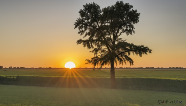 outdoors,sky,cloud,tree,no humans,sunlight,grass,nature,scenery,sunset,sun,gradient sky,orange sky,yellow sky,palm tree,horizon,field