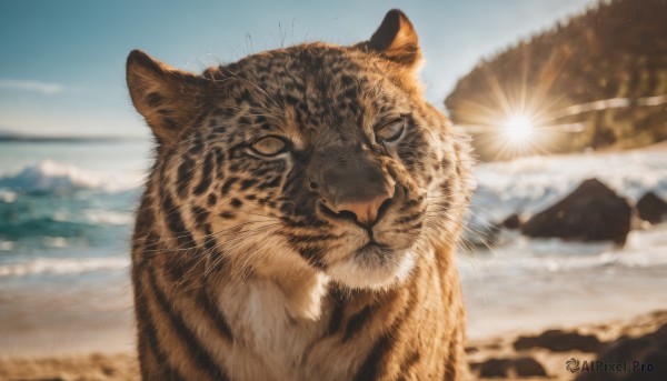 looking at viewer,closed mouth,outdoors,sky,day,blurry,blue sky,no humans,depth of field,blurry background,animal,cat,snow,mountain,realistic,sun,animal focus,whiskers,tiger,water,ocean,beach,sunlight,close-up,lens flare,sand,chinese zodiac,waves,year of the tiger