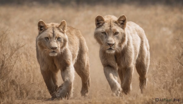 looking at viewer,outdoors,signature,tree,no humans,animal,grass,all fours,realistic,animal focus,brown theme,lion,cat