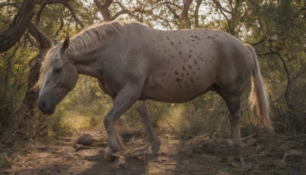 solo,outdoors,day,tree,no humans,animal,sunlight,grass,nature,scenery,forest,realistic,animal focus,horse,deer,from side