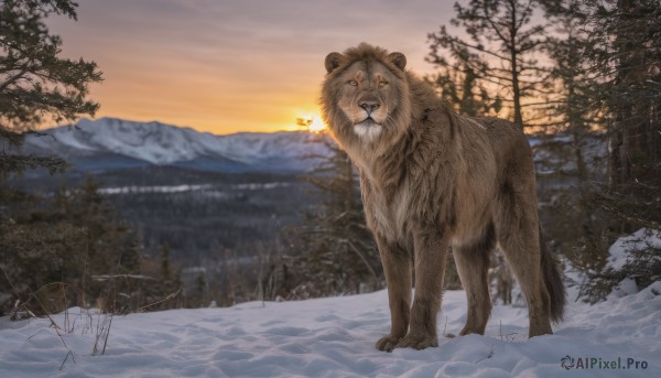 yellow eyes,outdoors,sky,tree,no humans,animal,nature,scenery,snow,forest,sunset,mountain,realistic,winter,bare tree,bear,lion,looking at viewer,fire,sun,oversized animal