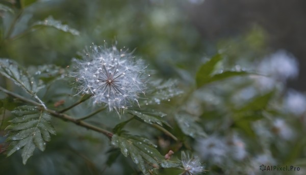 flower,outdoors,blurry,tree,no humans,depth of field,blurry background,leaf,plant,nature,scenery,blurry foreground,branch,still life,signature,white flower