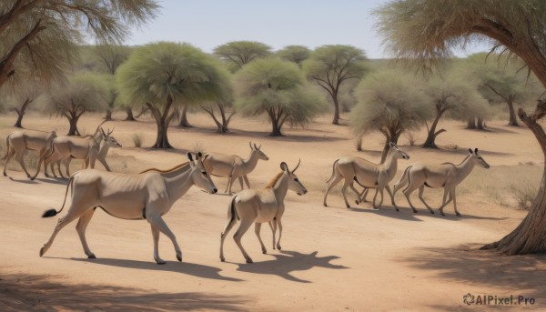 outdoors,sky,day,tree,blue sky,no humans,shadow,animal,nature,scenery,walking,realistic,horse,desert,deer,forest,antlers,animal focus,goat