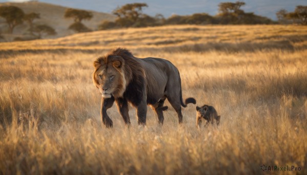 outdoors,sky,teeth,day,blurry,tree,no humans,depth of field,blurry background,animal,cat,grass,scenery,realistic,field,animal focus,lion,standing,blue sky,walking