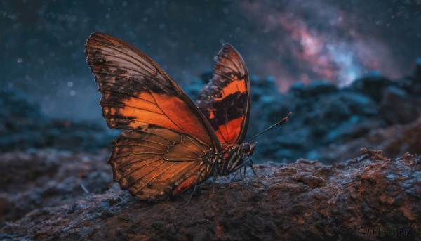 A stunning butterfly within a beautiful outdoors