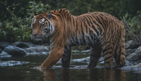 outdoors, water, blurry, tree, no humans, animal, nature, wading, forest, rock, chinese zodiac, animal focus, tiger, year of the tiger