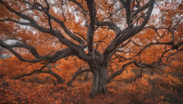 outdoors,day,tree,no humans,leaf,traditional media,nature,scenery,forest,branch,autumn leaves,maple leaf,bare tree,autumn,orange theme,landscape