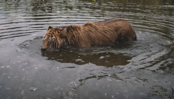 outdoors, water, no humans, animal, snow, snowing, realistic, animal focus, tiger