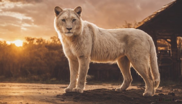 solo,looking at viewer,full body,outdoors,sky,cloud,blurry,tree,no humans,depth of field,blurry background,animal,nature,sunset,realistic,sun,animal focus,lion,standing,signature,cloudy sky,building