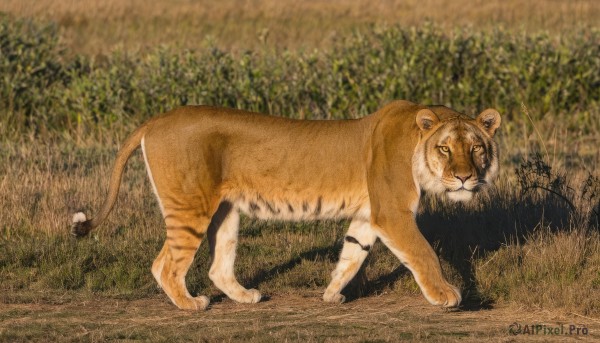 solo,looking at viewer,full body,outdoors,no humans,animal,traditional media,grass,nature,realistic,animal focus,tiger,lion,closed mouth,tail,closed eyes,cat,plant,photo background