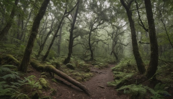 outdoors, day, tree, no humans, sunlight, grass, plant, nature, scenery, forest, road, green theme, path