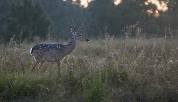 solo,outdoors,blurry,tree,no humans,blurry background,animal,grass,nature,scenery,forest,realistic,antlers,animal focus,deer,full body,signature,from side