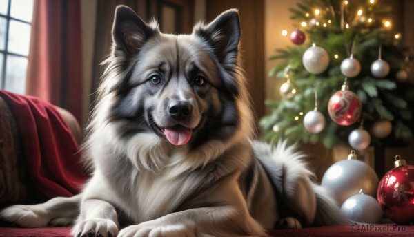 HQ,solo,looking at viewer,blue eyes,tongue,indoors,tongue out,blurry,no humans,window,depth of field,blurry background,animal,curtains,christmas,couch,dog,realistic,animal focus,christmas tree,christmas ornaments,brown eyes,lying,signature,fangs,on stomach,wolf