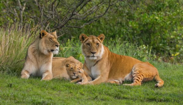 A tiger surrounded by a captivating day