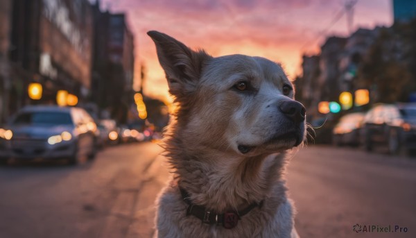 The timeless beauty of a dog in a bold sunset outdoors