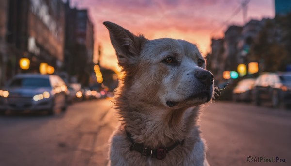 outdoors, sky, blurry, collar, no humans, depth of field, blurry background, animal, ground vehicle, building, motor vehicle, sunset, dog, city, realistic, car, road, animal focus, street