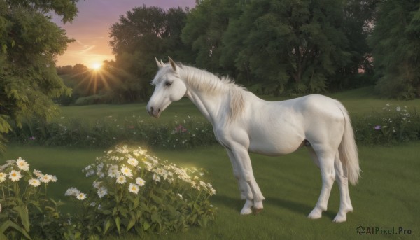 solo,full body,flower,outdoors,sky,cloud,tree,no humans,animal,sunlight,grass,white flower,nature,scenery,forest,sunset,realistic,sun,field,horse,unicorn,standing,plant,light rays,daisy