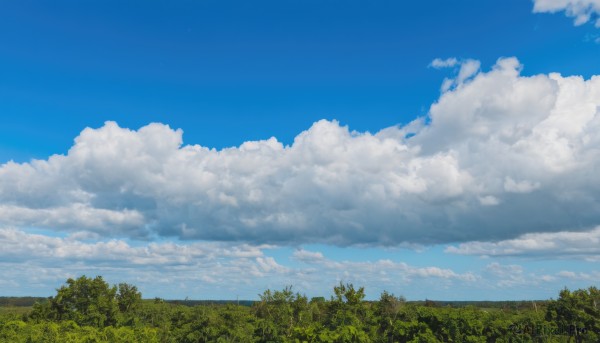 outdoors,sky,day,cloud,tree,blue sky,no humans,cloudy sky,grass,nature,scenery,forest,field,landscape,signature