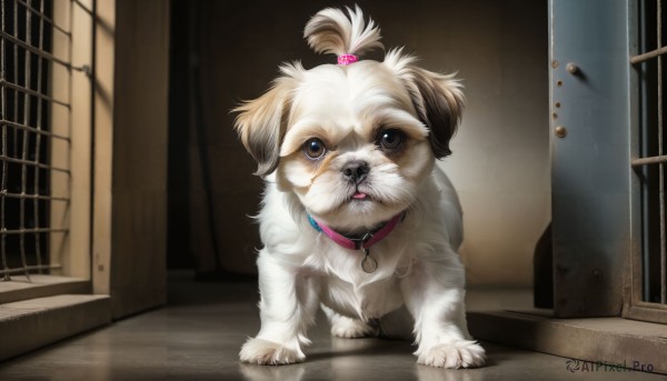 HQ,solo,looking at viewer,hair ornament,brown eyes,full body,tongue,indoors,collar,no humans,animal,hair bobbles,dog,realistic,door,animal focus,red collar,topknot,animal collar,tongue out,window,wooden floor,animalization,open door,doorway,pet