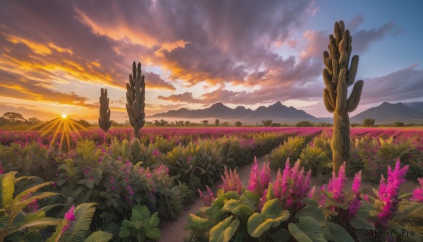 flower, outdoors, sky, cloud, no humans, cloudy sky, plant, nature, scenery, sunset, mountain, sun, field, landscape