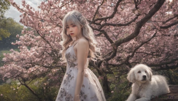 1girl, solo, long hair, looking at viewer, bangs, hair ornament, dress, bare shoulders, flower, outdoors, sleeveless, hair flower, white dress, tree, lips, grey eyes, sleeveless dress, wavy hair, floral print, cherry blossoms, dog, realistic